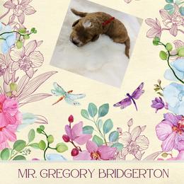 Mr. Gregory Bridgerton - Brown white and tan male Cockapoo puppy in Piedmont, Oklahoma from Perdue Puppies