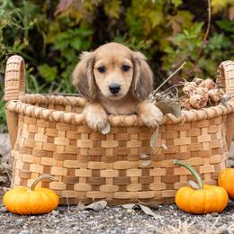 Miny 5000 - Cream male Dachshund puppy in Crystal, Michigan from Mare-bella Dachshunds