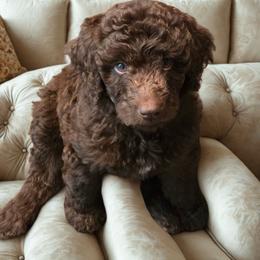 Denali -red collar - Brown female Bernedoodle puppy in Aurora, Colorado from Simply Amazing Doodles