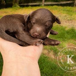 Churro - Red male Aussiedoodle puppy in Mulino, Oregon from Korbella Farm