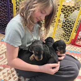 Airedale Terrier Puppies from Beitzel Airedales
