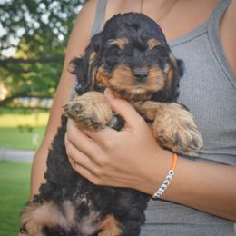 Snickers - Black and tan male Cockapoo puppy in Myerstown, Pennsylvania from The Cocker Cingdom