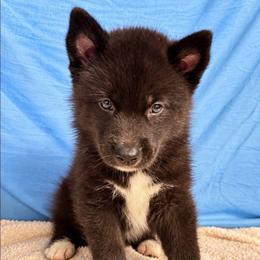 Male 2 - Red and white male Siberian Husky puppy in Pennsylvania from Breezy Valley Siberians