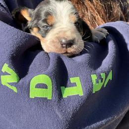 Male 4 - Black and white male Basset Hound puppy in Lindley, New York from Hill Top Basset Hounds & Cane Corso