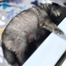 Ariel - Wolfgray and black female Keeshond puppy in Logan, Ohio from Hocking Hills Keeshonds