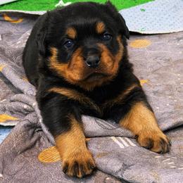 Female 1 - Black and mahogany female Rottweiler puppy in Arizona from TRK Rottweilers