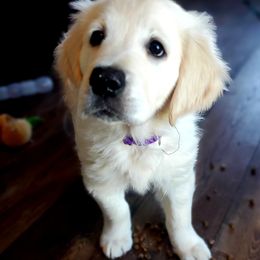 Golden Retriever Puppies from Kansas Prairie Pups