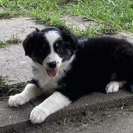 American Eskimo Dog, Miniature American Shepherd, and Miniature Australian Shepherd Puppies from Connie's American Eskimo Dogs and Mini Australian Shepherd Dogs