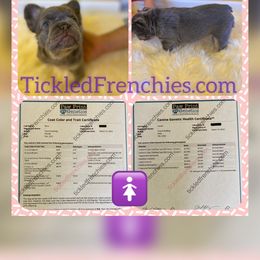 Mochi - French Bulldog puppy in Palmdale, California from Tickled Frenchies