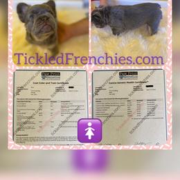 Mochi - French Bulldog puppy in Palmdale, California from Tickled Frenchies