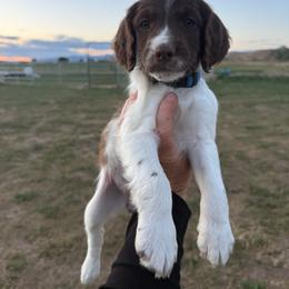 Blue - Liver and white female Springerdoodle puppy in Clifton, Idaho from Little Mountain Springers, Springerdoodles & Poodles