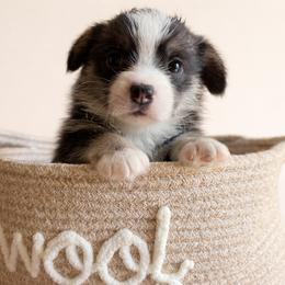 Pembroke Welsh Corgi Puppies from Rollnoaks & Cottontail AKC Pembroke Welsh Corgis