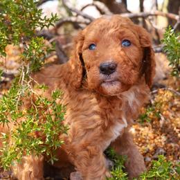 Rover - Apricot male Goldendoodle puppy in Apache Junction, Arizona from Loving Doodle