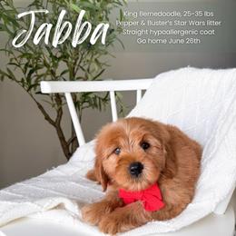 Jabba - Red male Bernedoodle puppy in South Jordan, Utah from Wonderful World Doodles