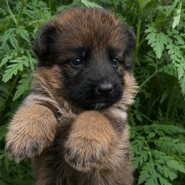 Ember - Sable female German Shepherd puppy in Youngsville, North Carolina from Di casa Esperanza