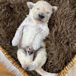Jay Boy English Teddybear - Cream male Goldendoodle puppy in Grove, Oklahoma from Guinn Family Farms