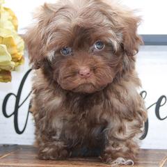 SLINKY - Brown female Russian Tsvetnaya Bolonka puppy in West Plains, Missouri from Must Be Frenchies & Crown Of Curls Bolonka