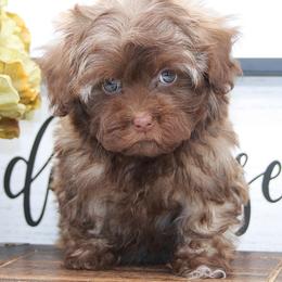 SLINKY - Brown female Russian Tsvetnaya Bolonka puppy in West Plains, Missouri from Must Be Frenchies & Crown Of Curls Bolonka
