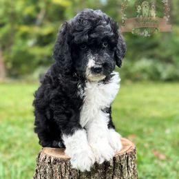 Cinnamon Toast Crunch - Black and white female Aussiedoodle puppy in Corydon, Indiana from Ridgeline Doodles