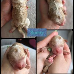 Sunny - Apricot male Goldendoodle puppy in Decatur, Tennessee from Diamond's Doodles