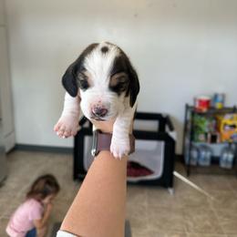 Boy 8 - Black and white male Basset Hound puppy in Las Animas, Colorado from J&D Dachsies