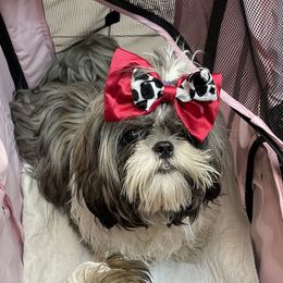 Cruella - Shih Tzu