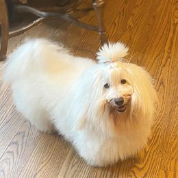 Moe - Coton de Tulear