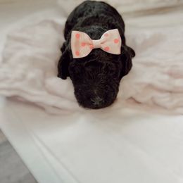 Poodle Puppies from Simplicity Poodles