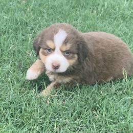 Girl 2 - Miniature Australian Shepherd puppy in Paris, Texas from Kuttin’ Up Mini Aussies