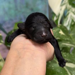 Enid - Black female Poodle puppy in Monetta, South Carolina from Moonrise Poodles