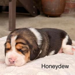 Honeydew - Black tan and white female Beagle puppy in Mansfield, Missouri from Rippee Creek Kennel