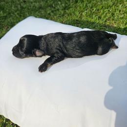 Shelia - Black and silver female Miniature Schnauzer puppy in Agricola, Mississippi from Lorraine's Miniature Schnauzers