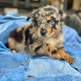 Girl 3 - Blue merle female Australian Shepherd puppy in Smithville, Arkansas from Harris Farms and Aussies