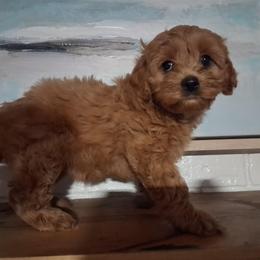 Jessie - Red female Cavapoo puppy in Centerton, Arkansas from Velvet Paws Cavapoos