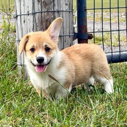 Labor Day Weekend Special- Ready To Go Now -Red girl 1. - Sable female Pembroke Welsh Corgi puppy in Rochester, Indiana from Stacy’s Pembroke Welsh Corgis
