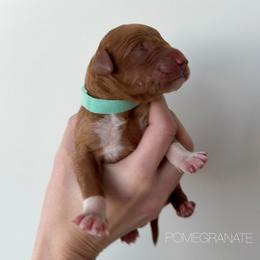 Pomegranate - Apricot male Goldendoodle puppy in Independence, Oregon from Ankeny Doodles