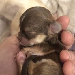 Chihuahuas and French Bulldogs from Pikanoo Pups