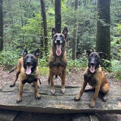 Belgian Malinois Puppies from Fromage Malinois
