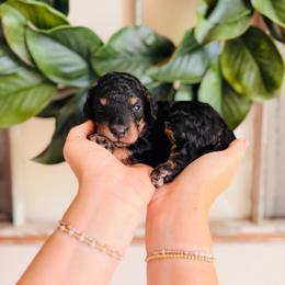 Caspian - Phantom male Goldendoodle puppy in Elizabethtown, Kentucky from Reddy Poodles & Doodles