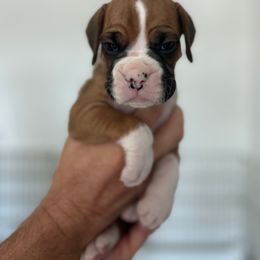 Boxer Puppies from OTR Boxers