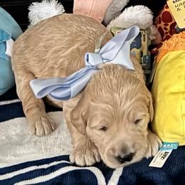 Cinderella - Cream female Goldendoodle puppy in Puyallup, Washington from Dawnie’s Doodles