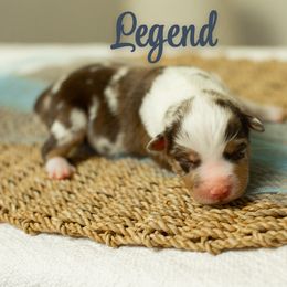 Legend - Red merle male Miniature Australian Shepherd puppy in Waco, Texas from Blue Rain Aussies