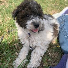 Waffles - Parti male Goldendoodle puppy in Haddam, Kansas from Golden B Acres
