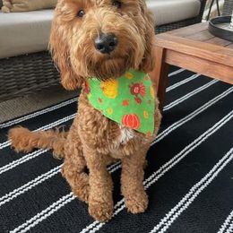 Goldendoodle Puppies from Frannie's Goldendoodle Puppies