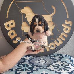 Pink collar - Black white and brown female Basset Hound puppy in Alton, Illinois from Show Me Great Danes and Basset Hounds
