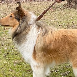 Collies from Colley Collies