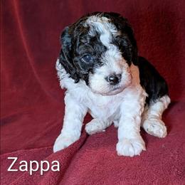 Zappa - Black and white male Cockapoo puppy in Sunset, Louisiana from Cano Cockapoos
