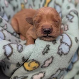 Terapagos - Golden female Golden Retriever puppy in Minneapolis, Minnesota from Firestorm Goldens