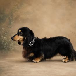 Charlie - Dachshund