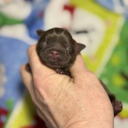 Chocolate boy - Liver male Shih Tzu puppy in Sharon, Pennsylvania from Keystone Danes and Shih tzus